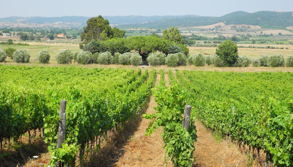 Podere Oslavia Az.Agr.Bio Giannini Alberese Exteriör bild