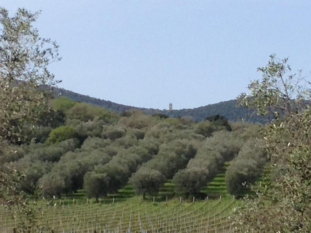 Podere Oslavia Az.Agr.Bio Giannini Alberese Exteriör bild
