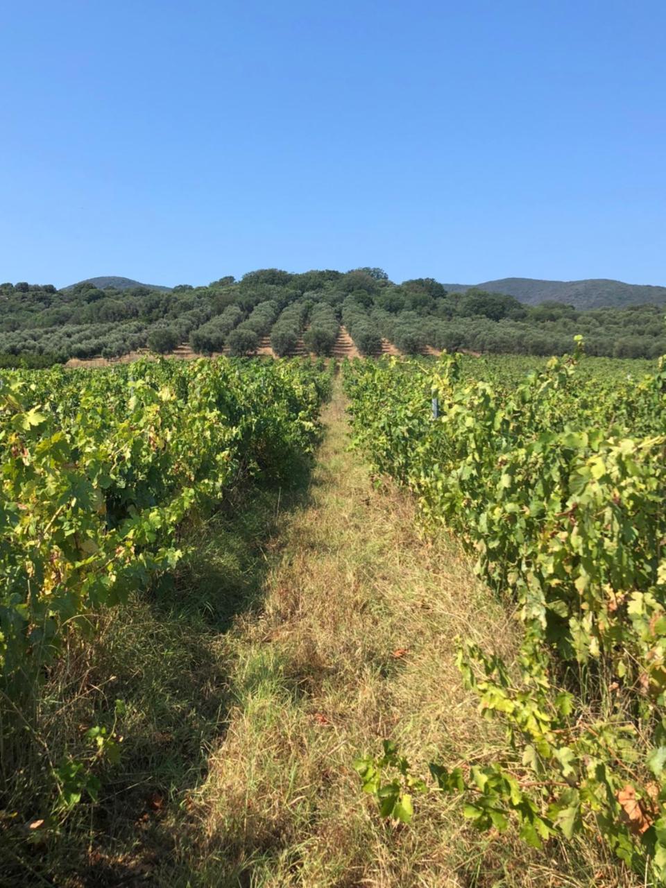 Podere Oslavia Az.Agr.Bio Giannini Alberese Exteriör bild